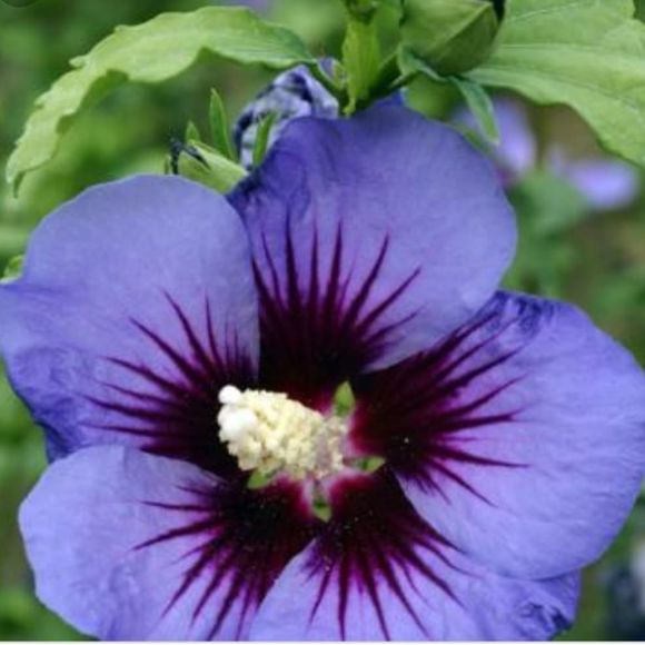 Meet your Posher, Martha - Picture 1 of 1